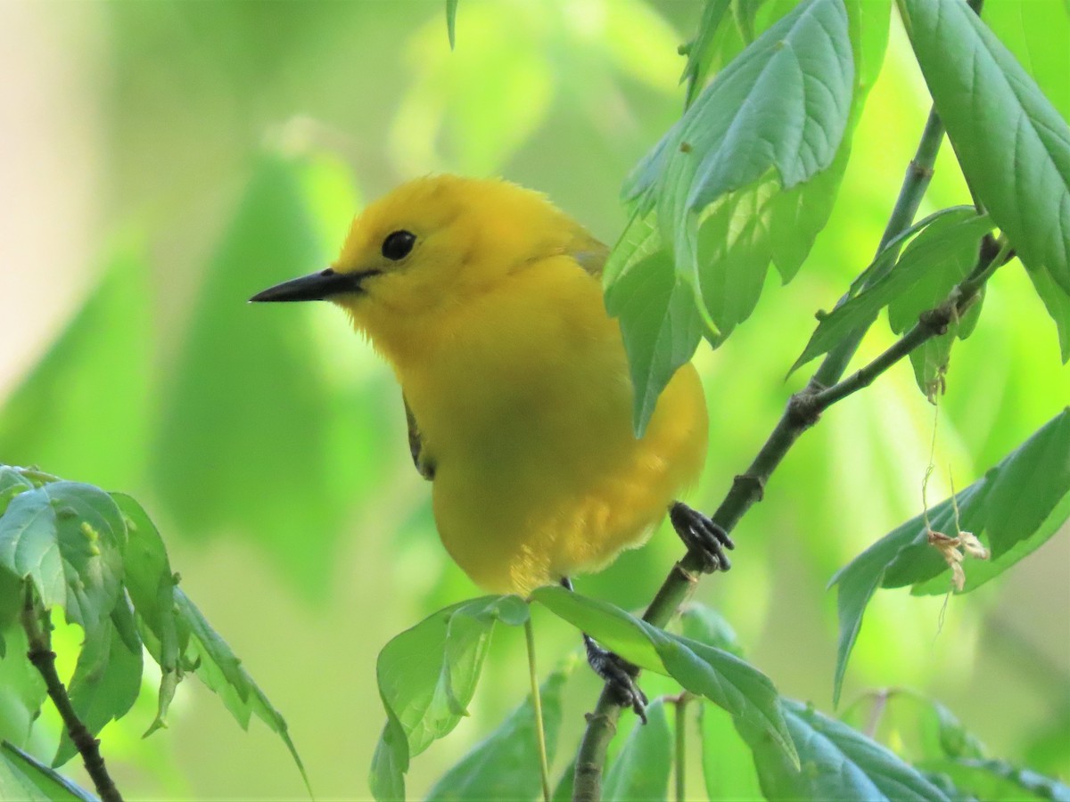 Prothonotary Warbler - ML438376981