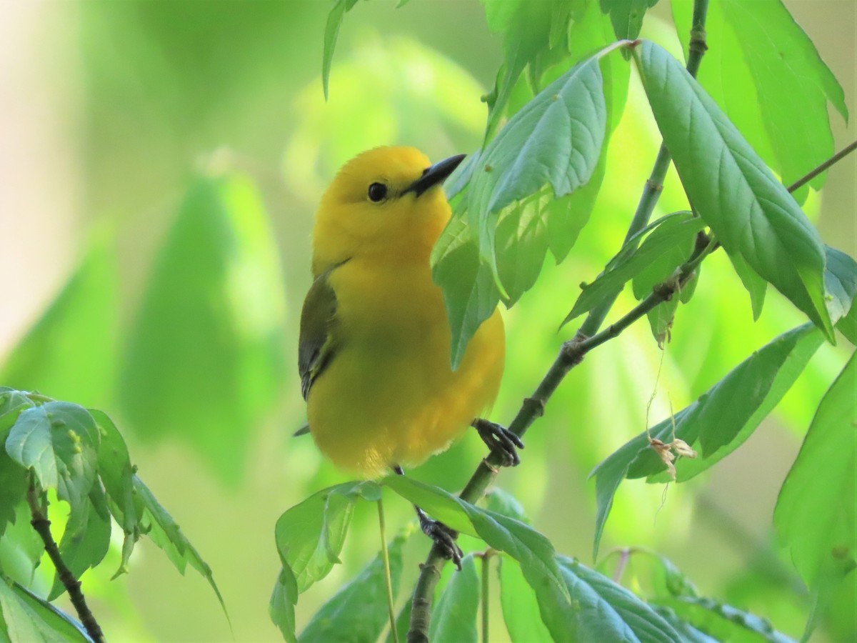 Prothonotary Warbler - ML438377011