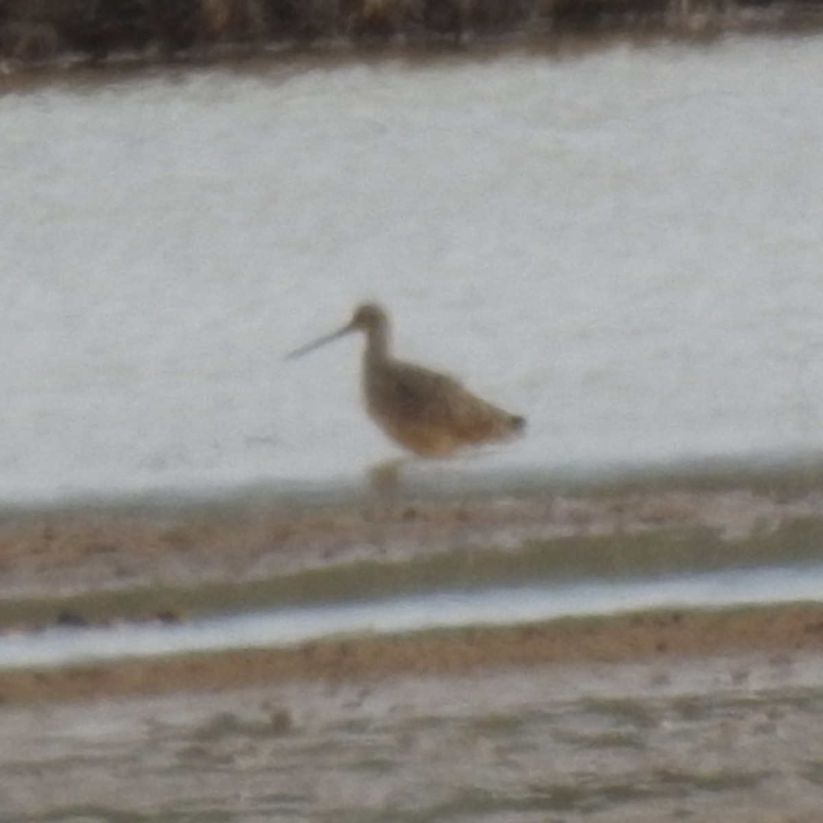 Marbled Godwit - ML438377531