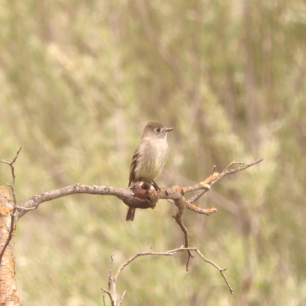 Western Flycatcher (Pacific-slope) - ML438377621
