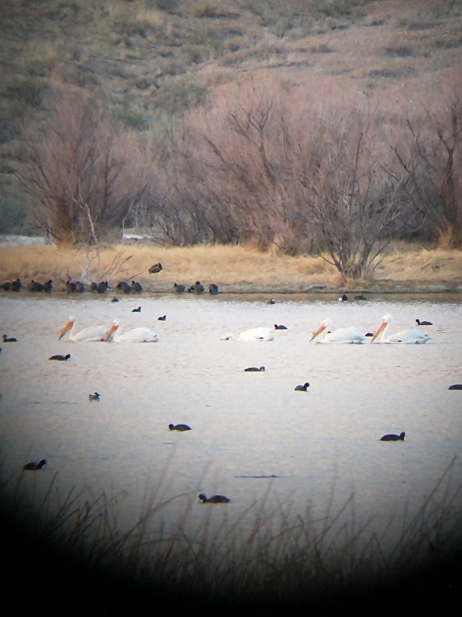 American White Pelican - ML438381181