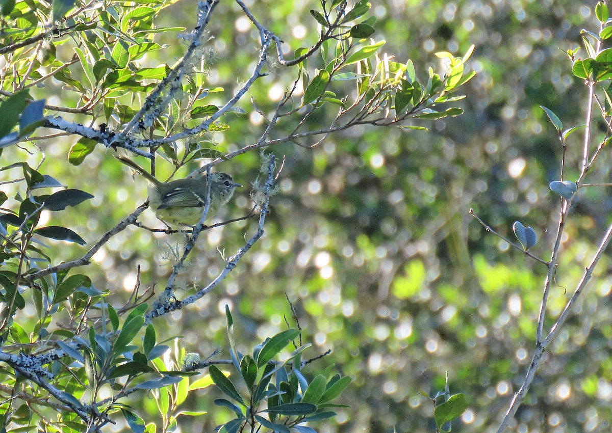 Mottle-cheeked Tyrannulet - ML438381821