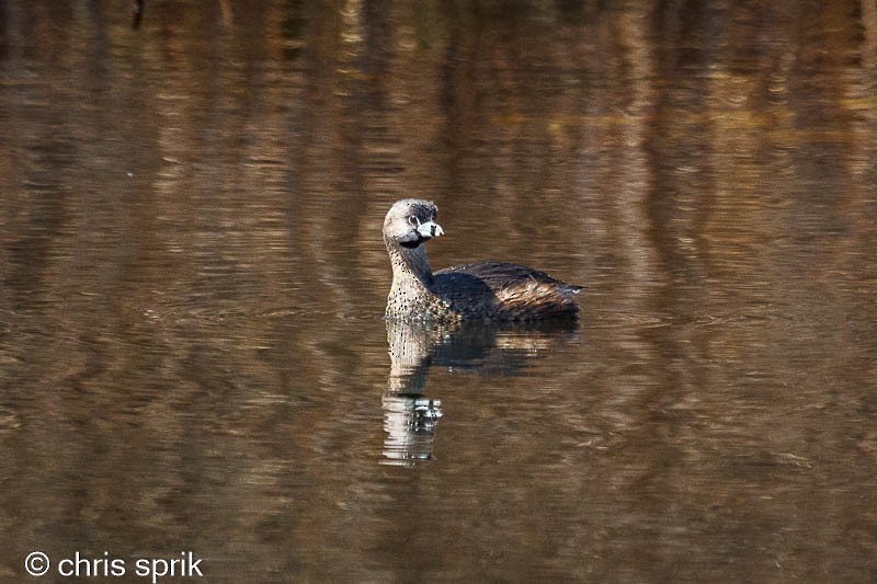 Pied-billed Grebe - ML438382381