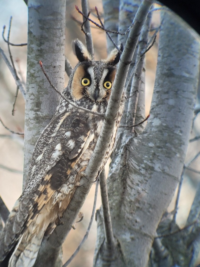 Long-eared Owl - ML438382481