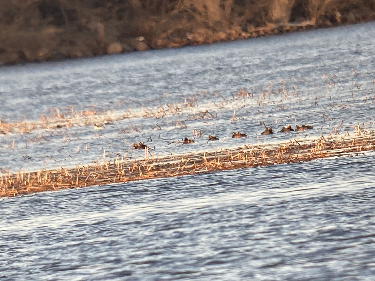 Eared Grebe - ML438382941