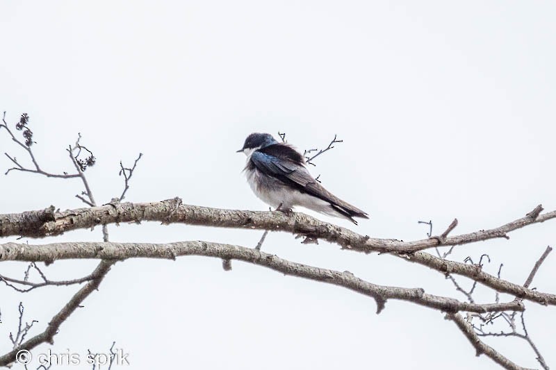 Golondrina Bicolor - ML438383171