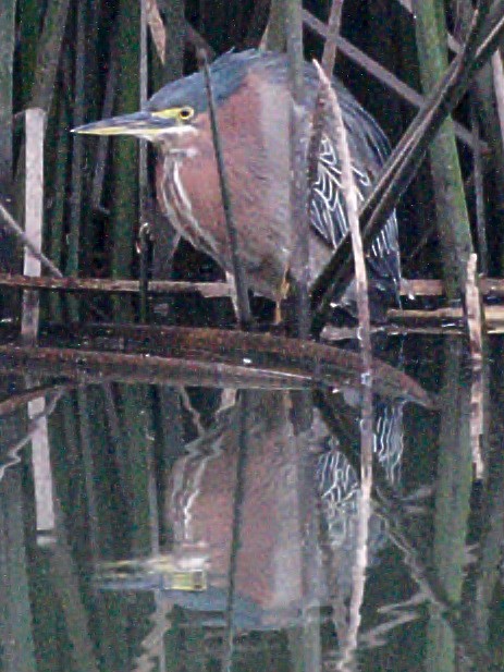 Green Heron - Michael Rieser