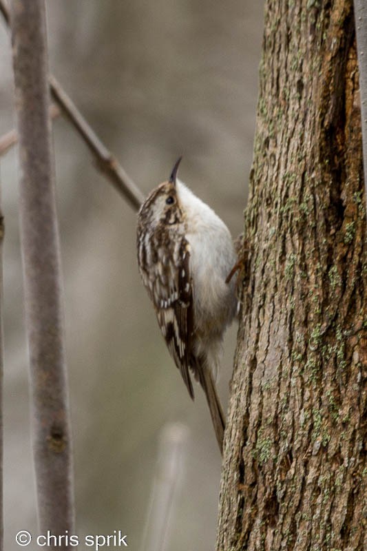 Brown Creeper - ML438383331