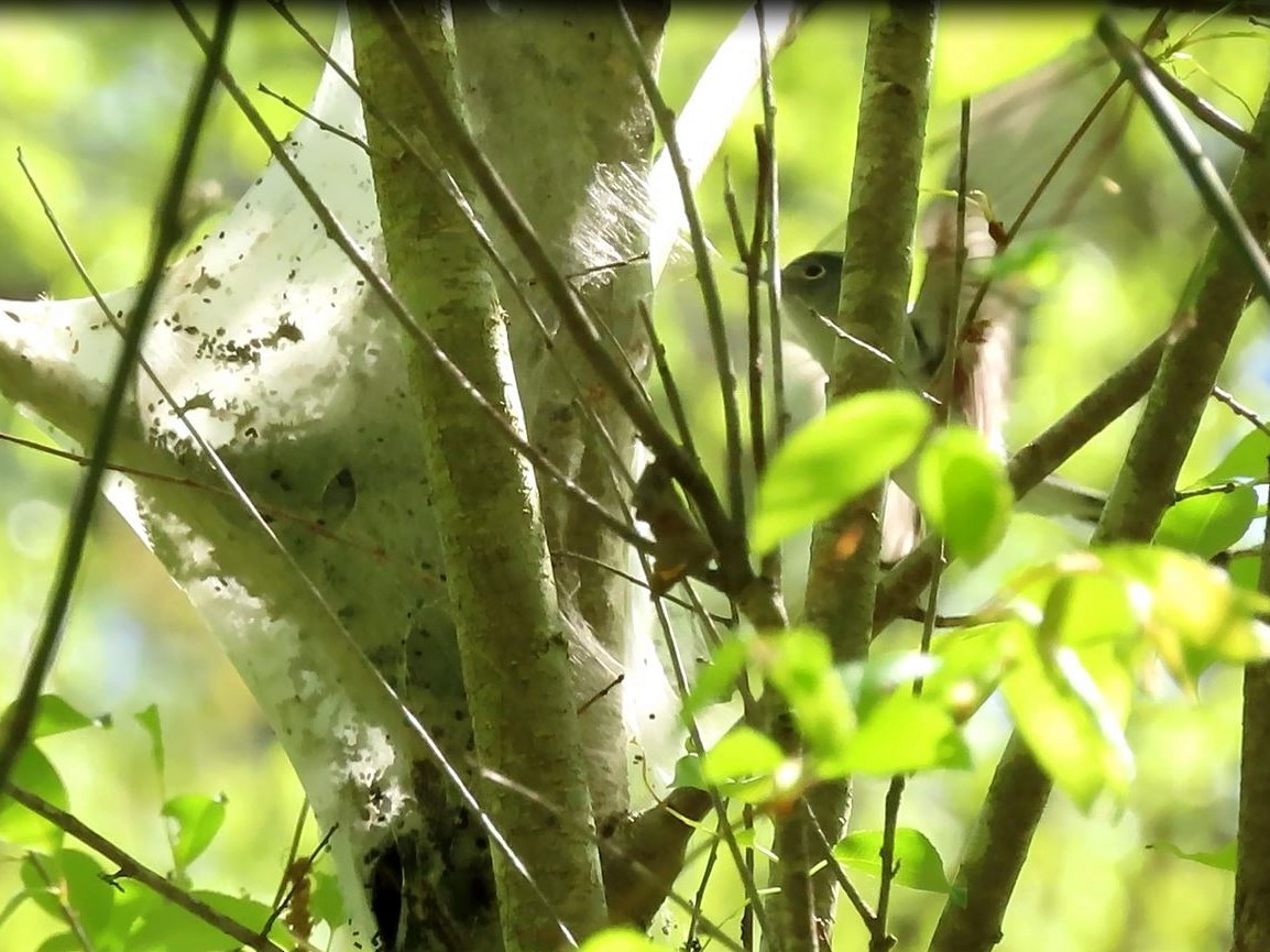 Blue-gray Gnatcatcher - ML438383351