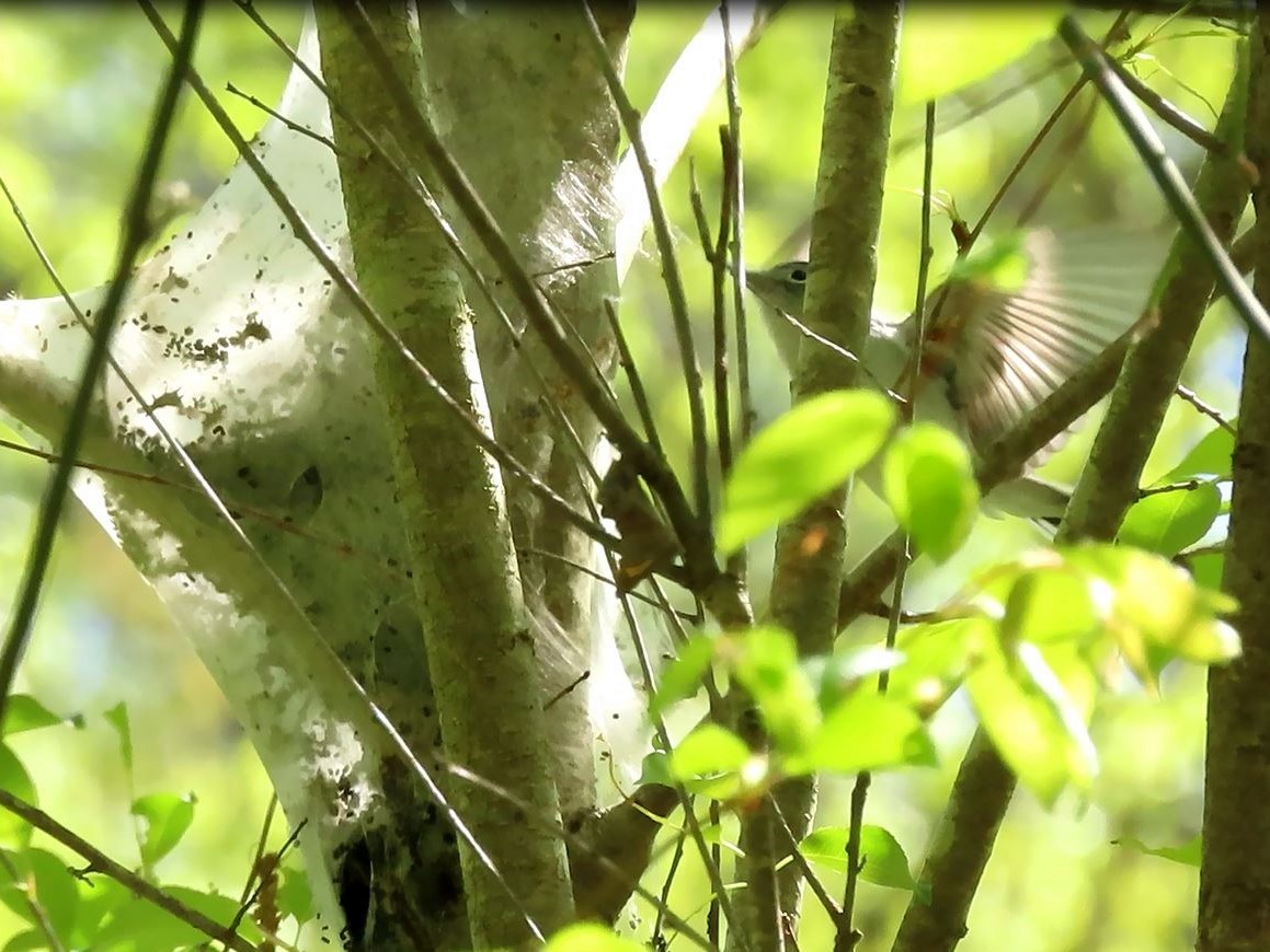 Blue-gray Gnatcatcher - ML438383361