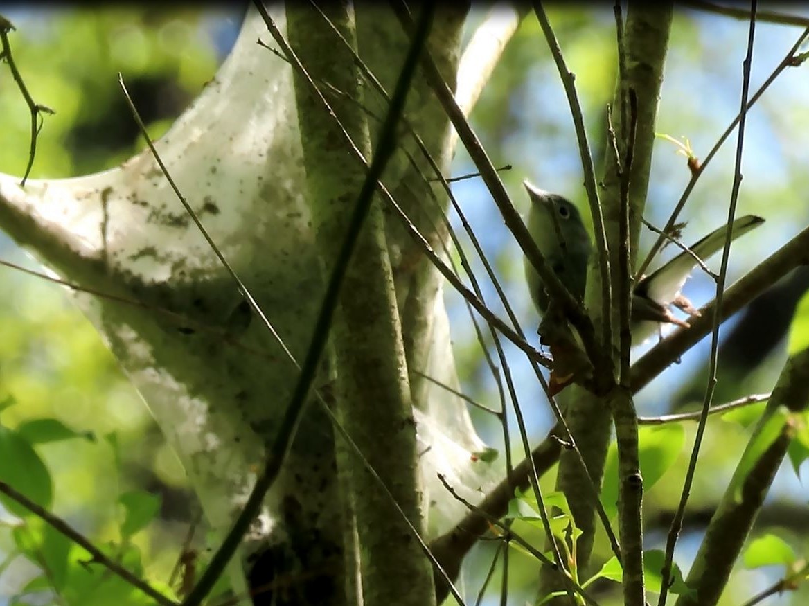 Blue-gray Gnatcatcher - ML438383381