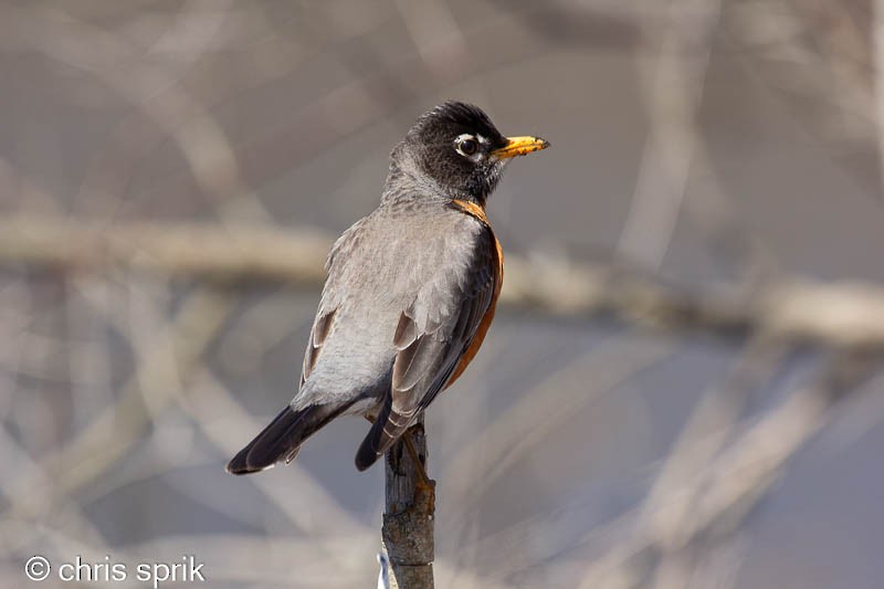 American Robin - ML438383431