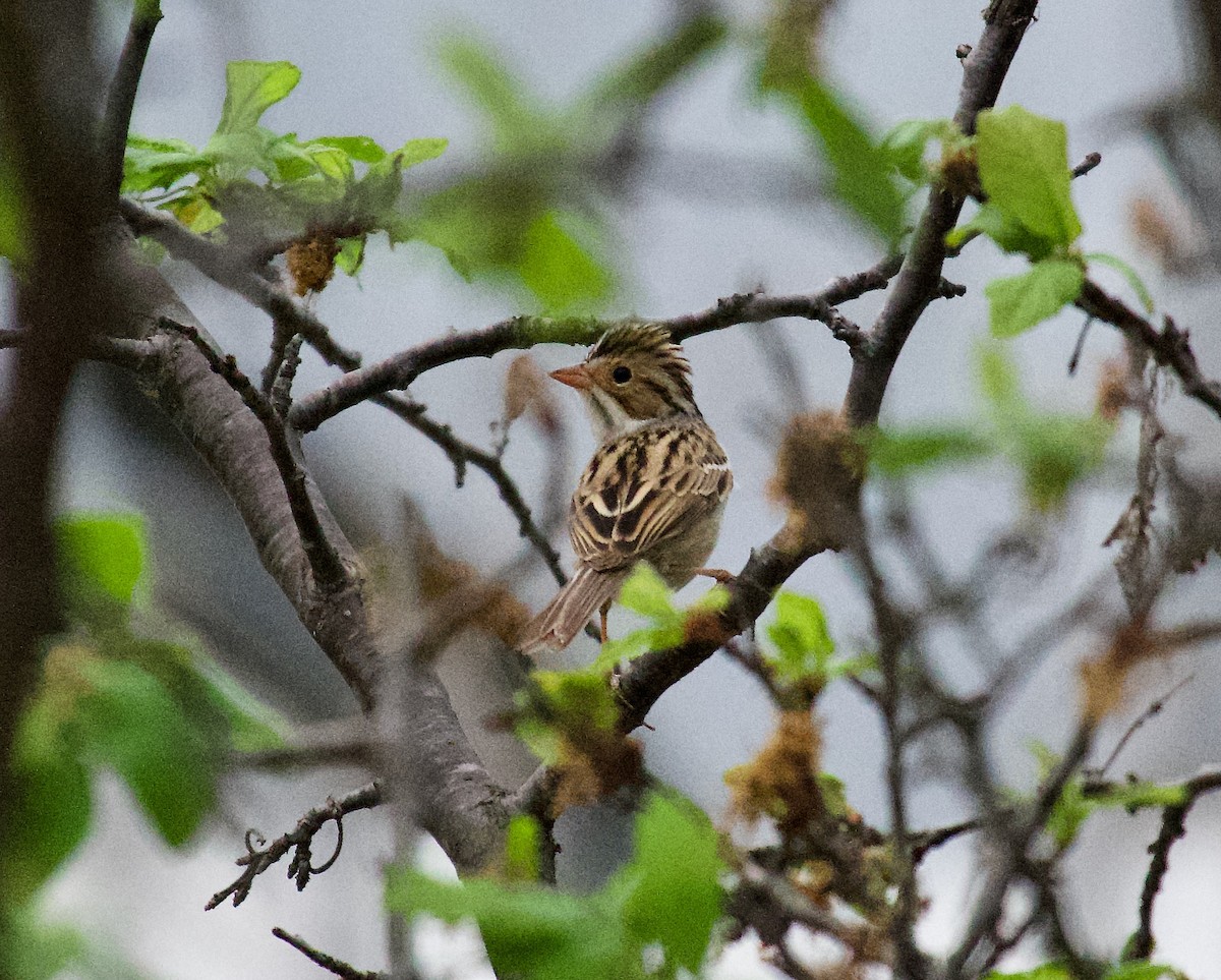 Clay-colored Sparrow - Danny Wyatt