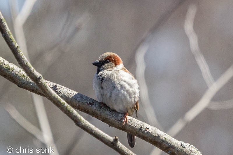 House Sparrow - Chris  Sprik