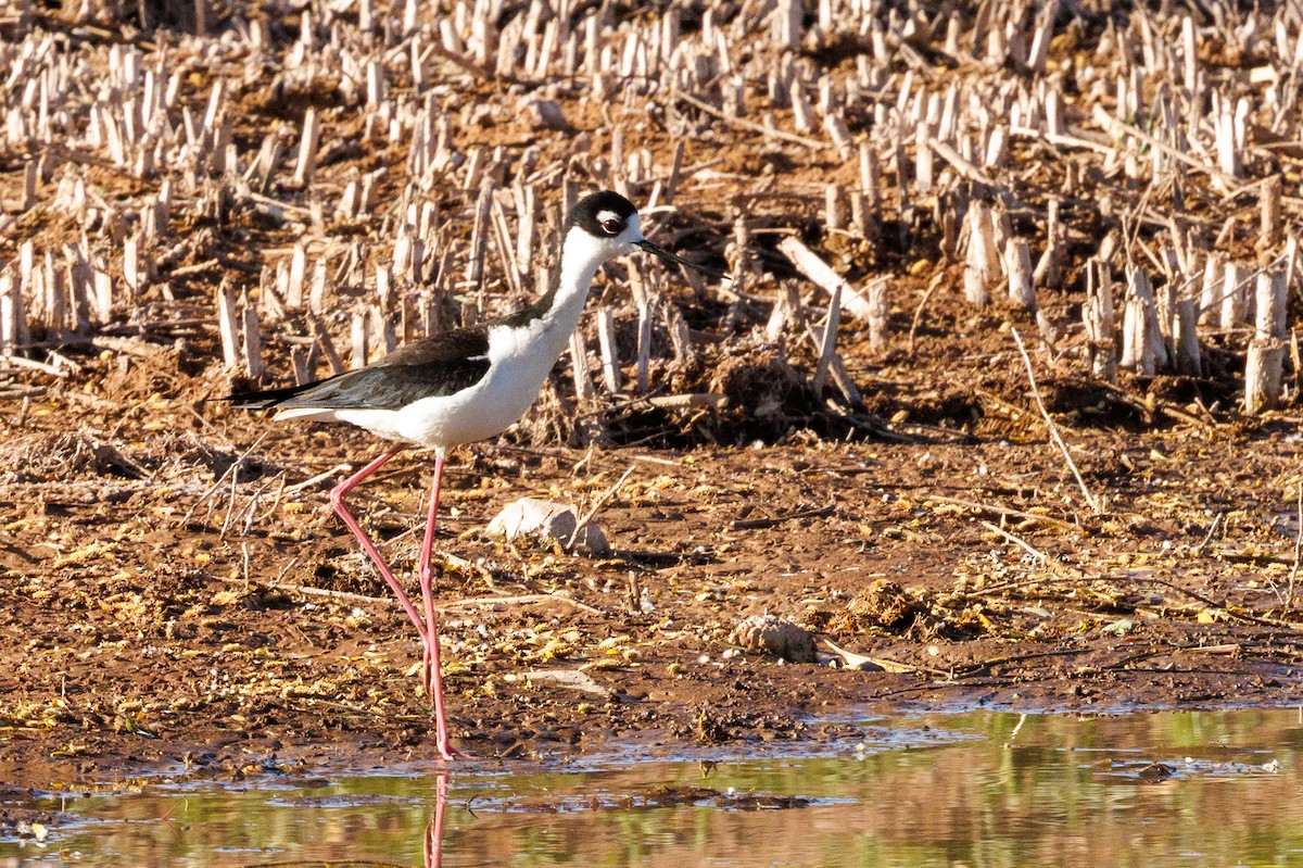 Black-necked Stilt - ML438383911