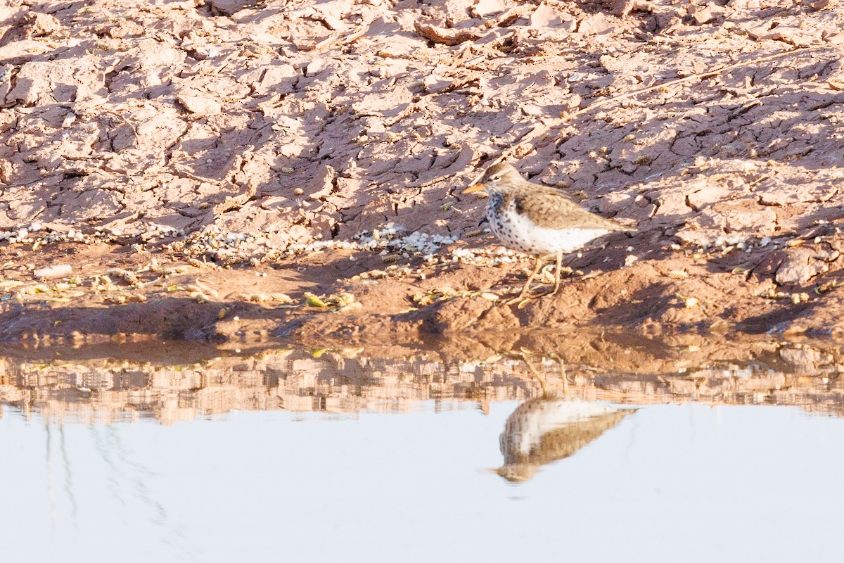 Spotted Sandpiper - John Park