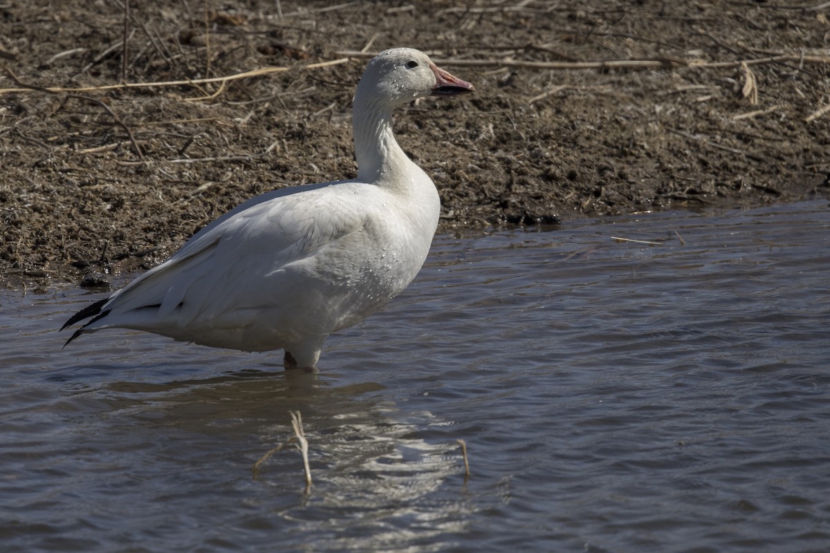 Snow Goose - ML438384041