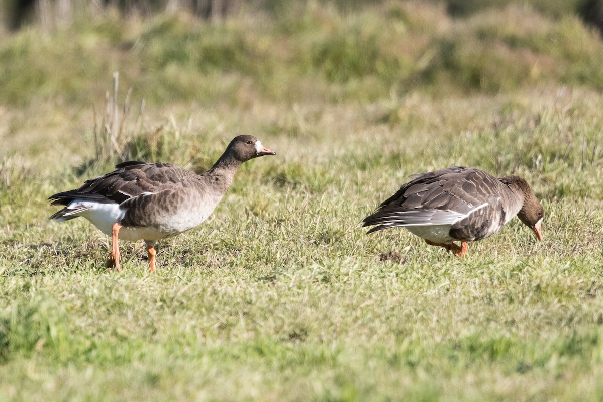 Greater White-fronted Goose - ML43838431