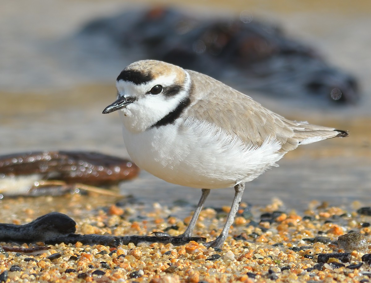 Snowy Plover - ML438385211