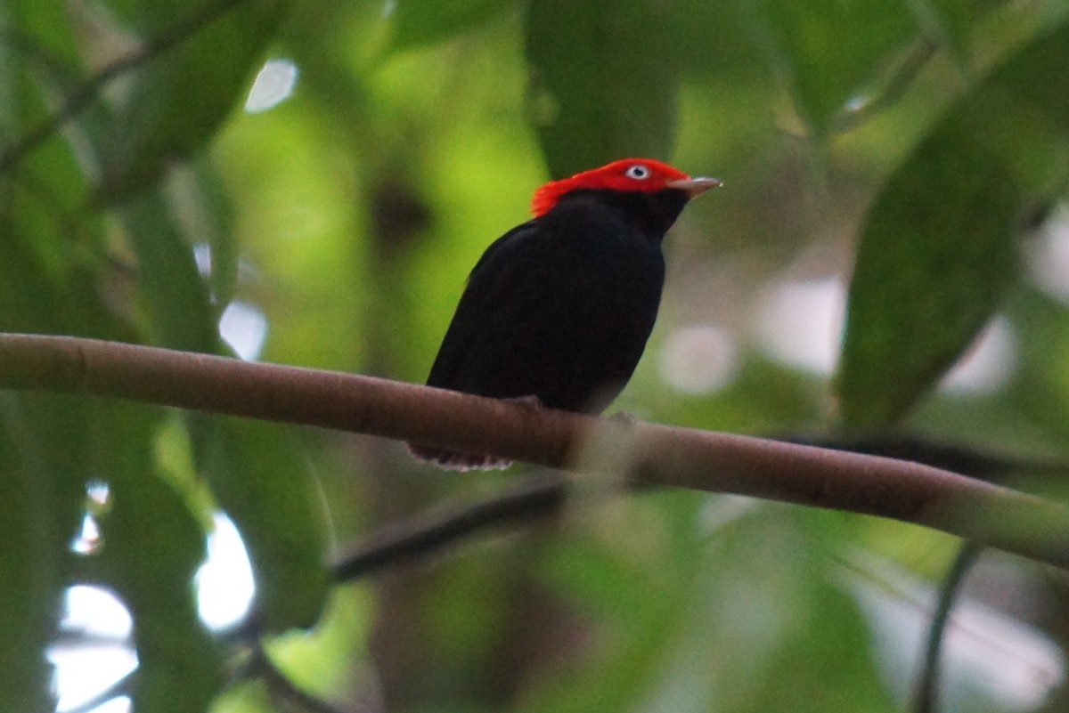 Round-tailed Manakin - Robin Oxley 🦉