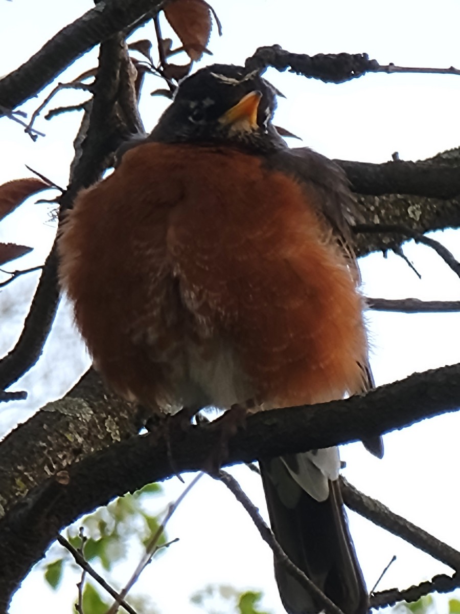 American Robin - ML438386551