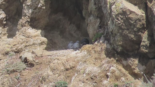 Эгэл шонхор - ML438386771