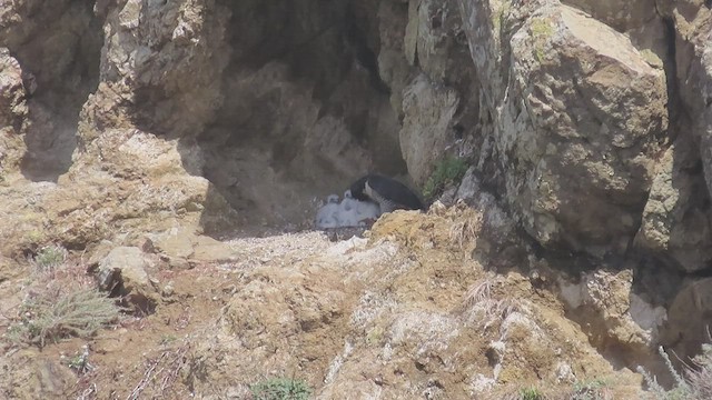 Эгэл шонхор - ML438386901