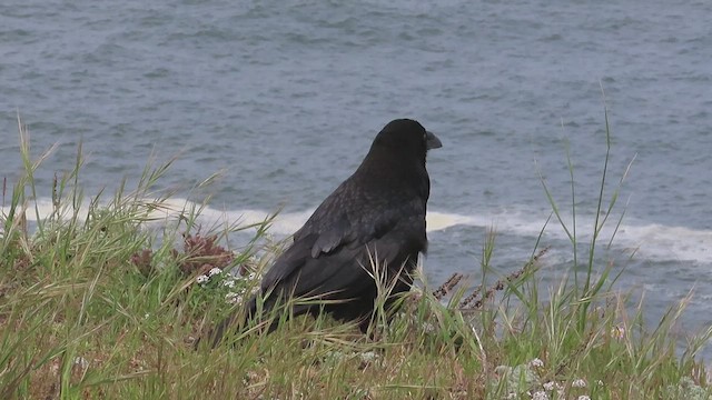 Common Raven - ML438387041