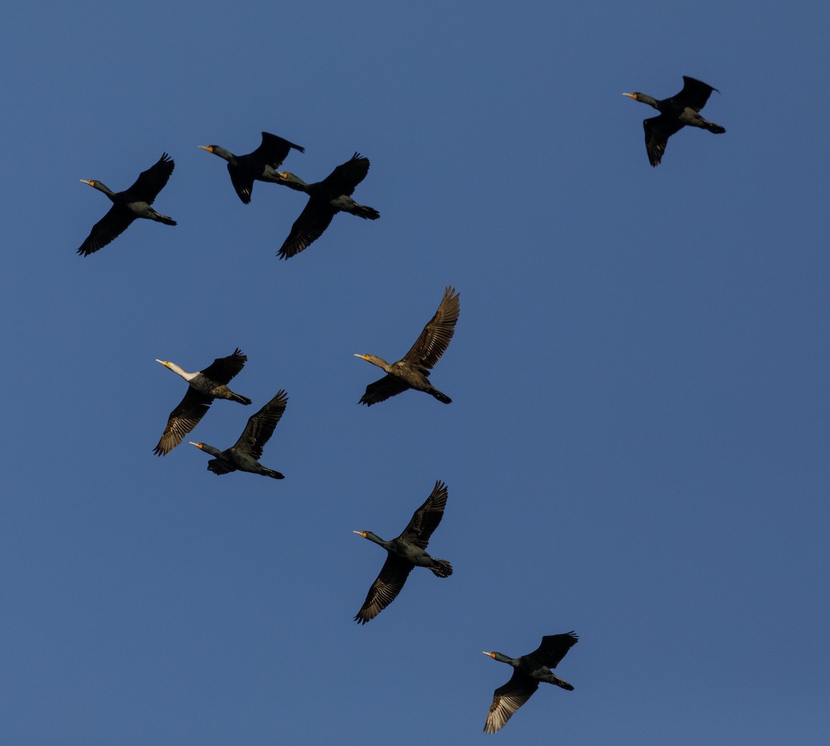 Double-crested Cormorant - ML438388001