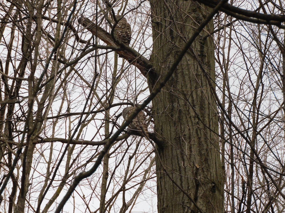 Barred Owl - ML438390451