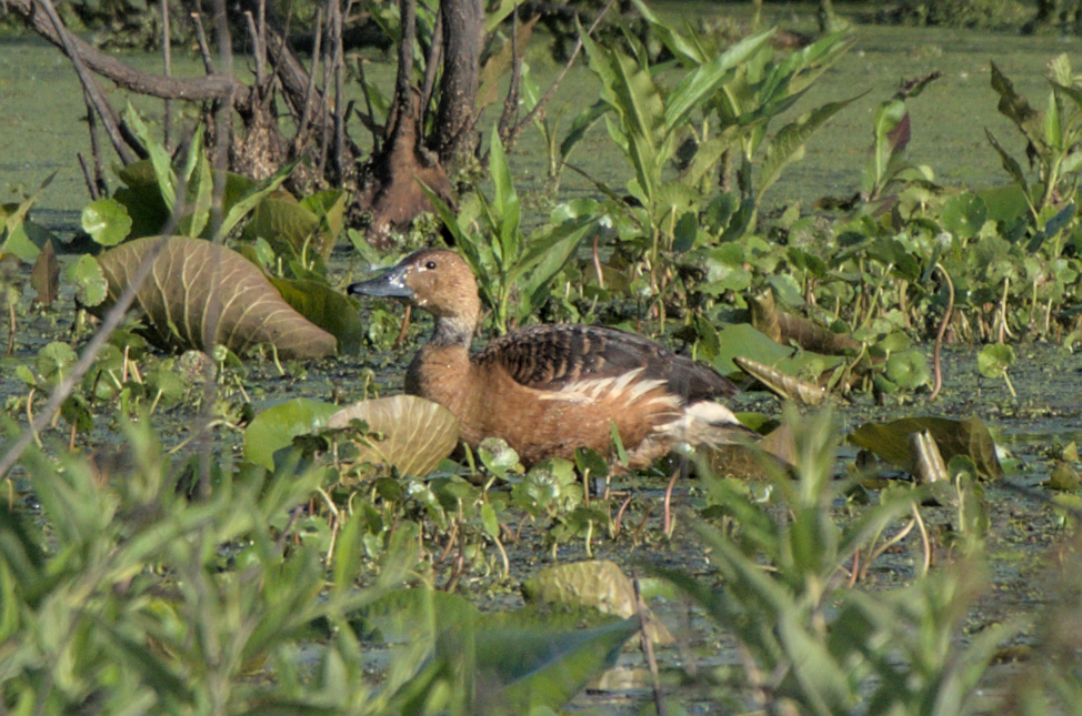 Fulvous Whistling-Duck - ML438393051