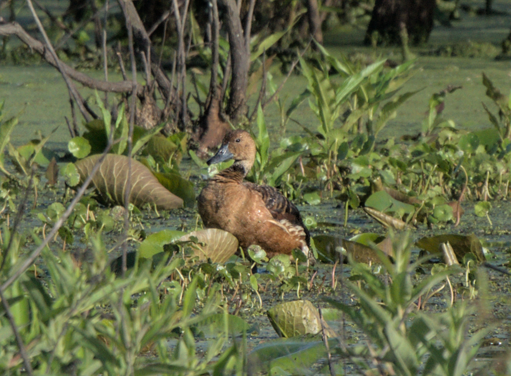 Fulvous Whistling-Duck - ML438393061