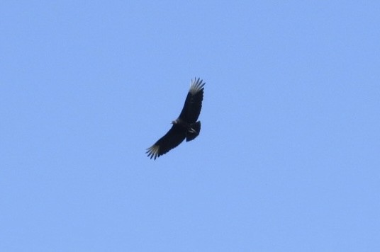 Black Vulture - ML438393861
