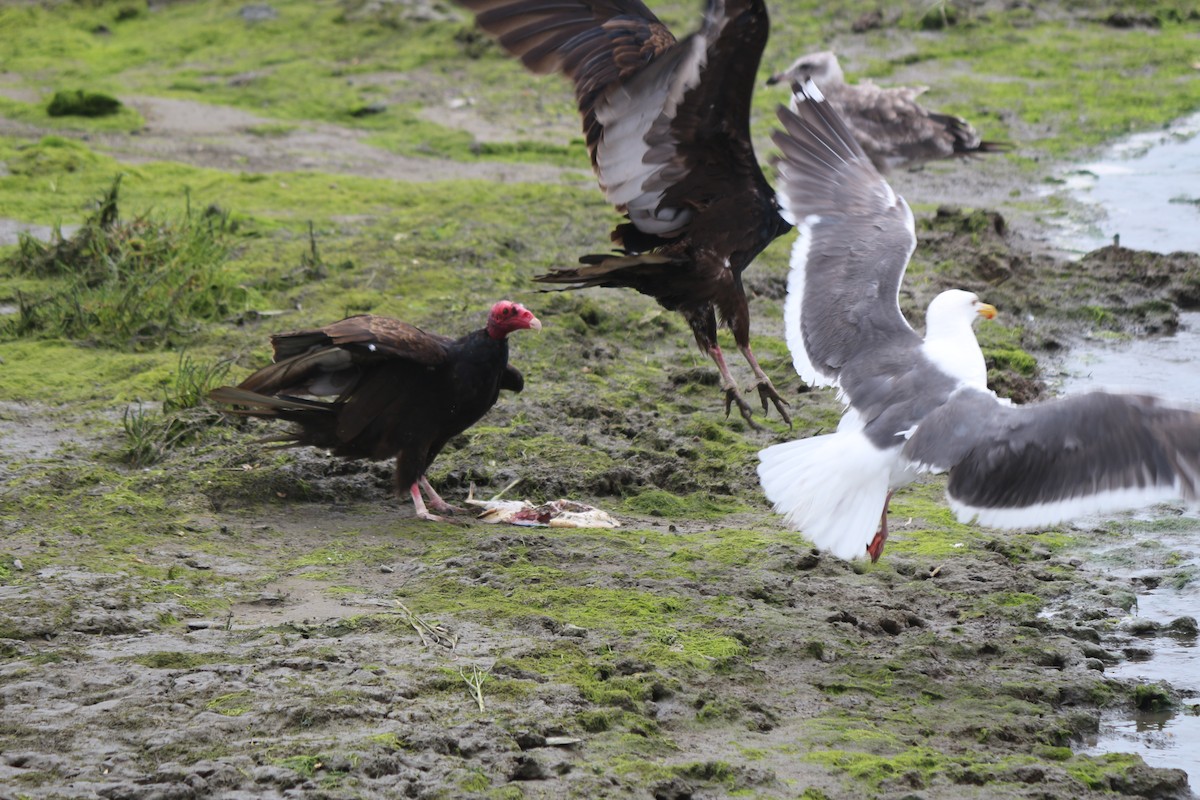 Turkey Vulture - ML43839511