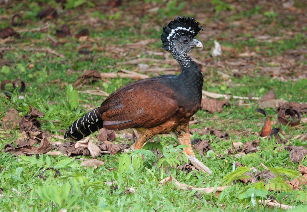 Great Curassow - Nancy Edmondson