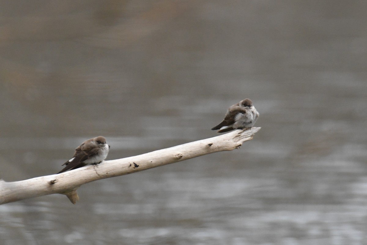 Northern Rough-winged Swallow - ML438397011
