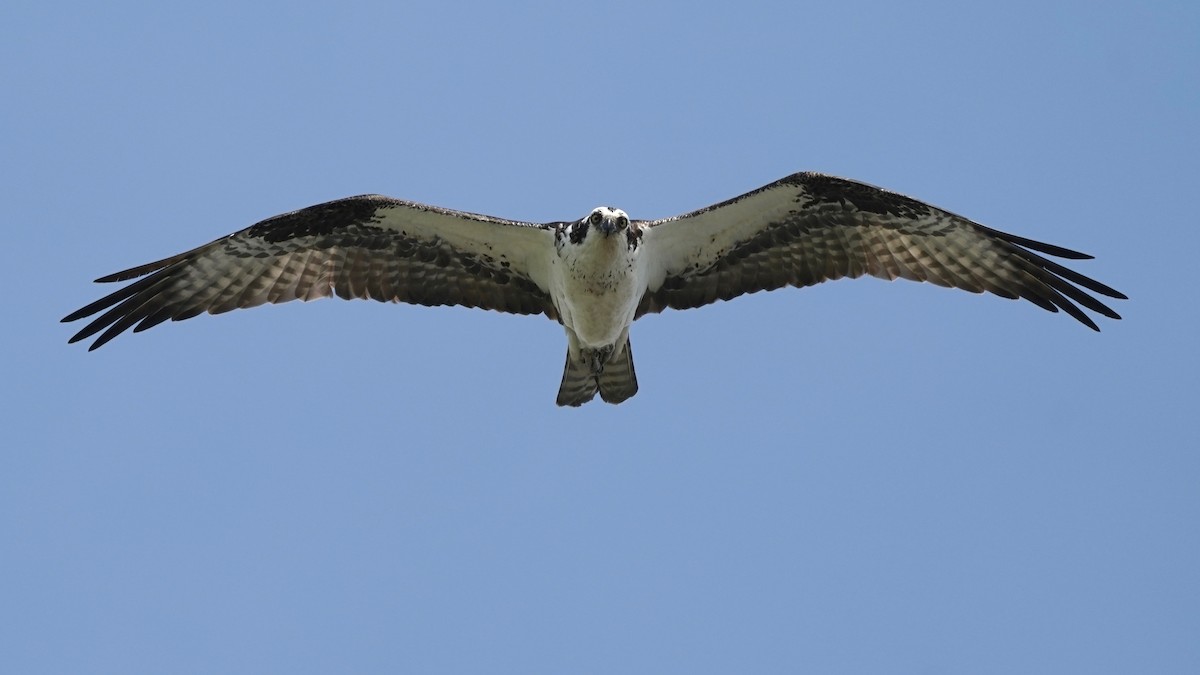 Águila Pescadora - ML438397261