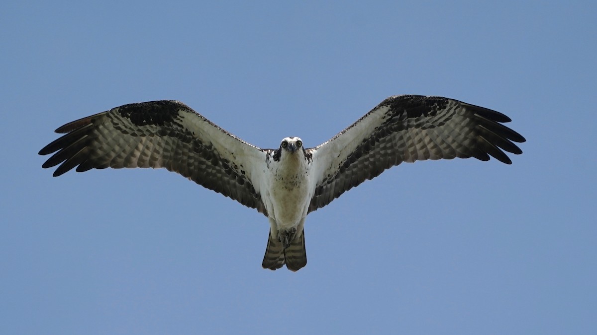 Águila Pescadora - ML438397281