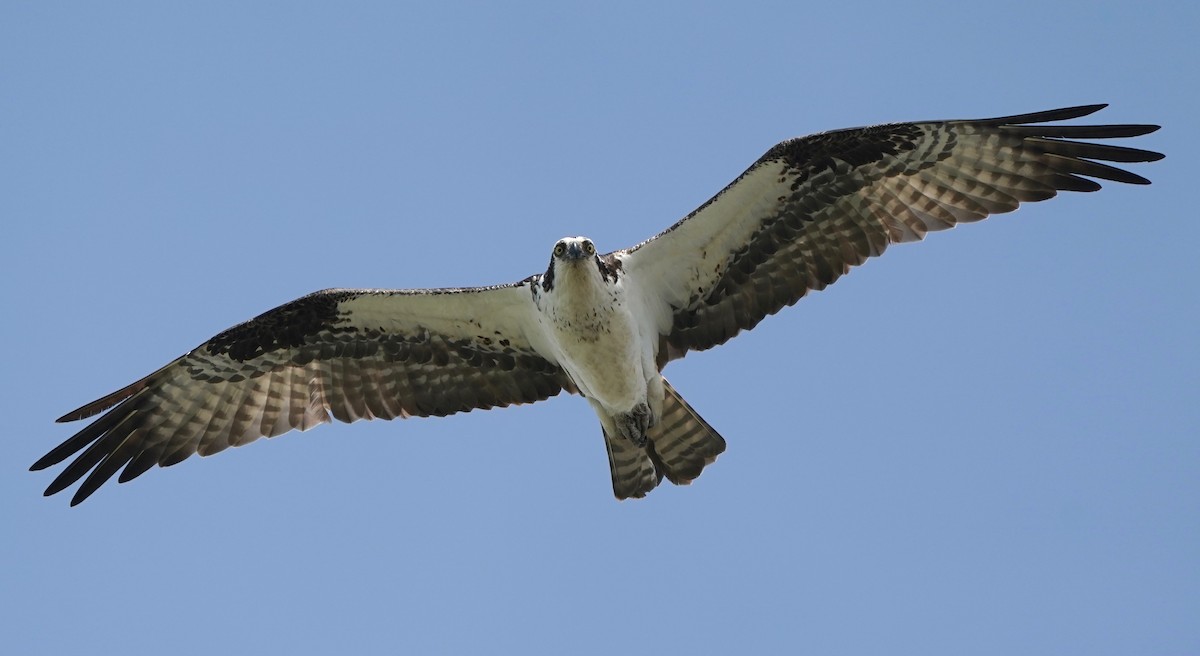 Águila Pescadora - ML438397341