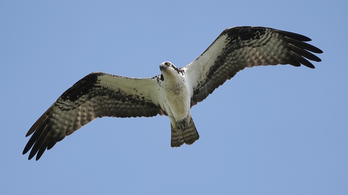 Osprey - Indira Thirkannad