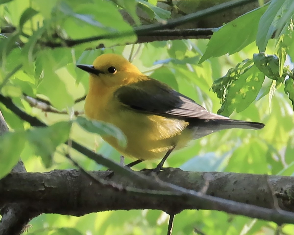 Prothonotary Warbler - ML438400311