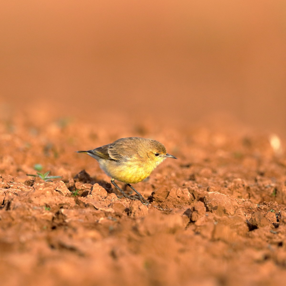 Orange Chat - ML438401381