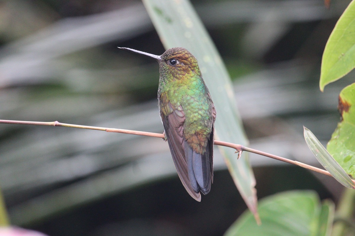 Buff-tailed Coronet - ML438401401