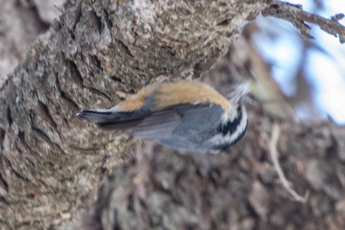 Red-breasted Nuthatch - ML438401641