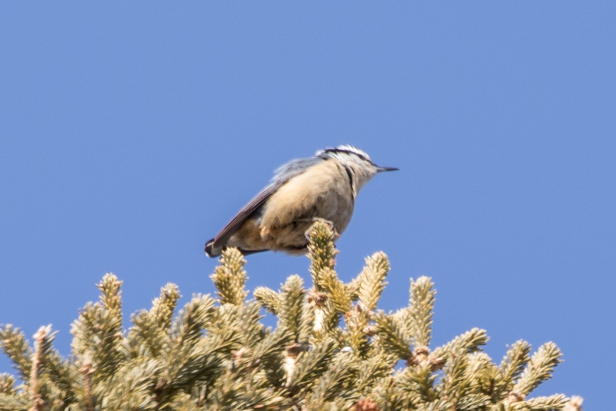 Red-breasted Nuthatch - ML438401651