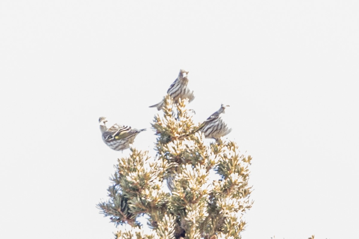 Pine Siskin - ML438401661