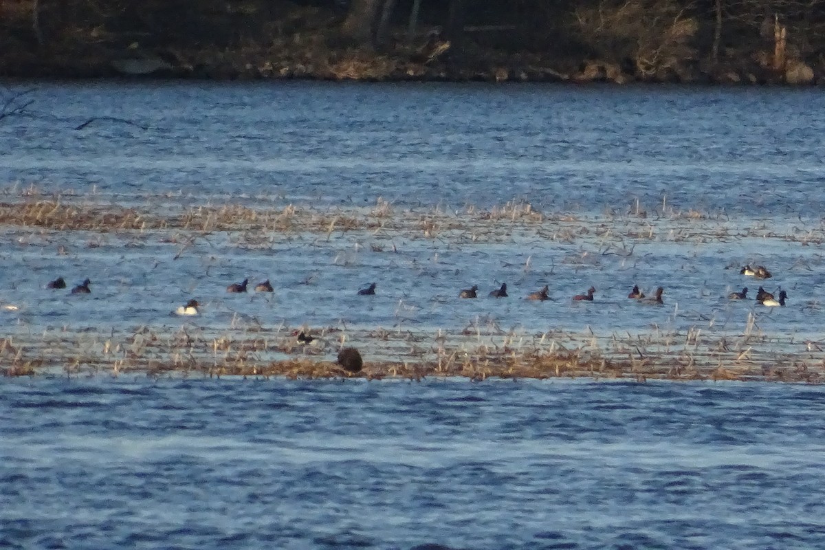 Eared Grebe - ML438401701