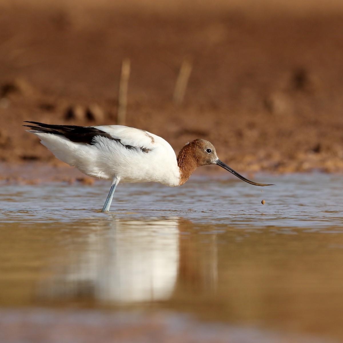 Red-necked Avocet - ML438402331