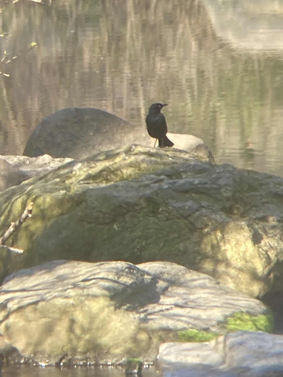 Rusty Blackbird - ML438402561