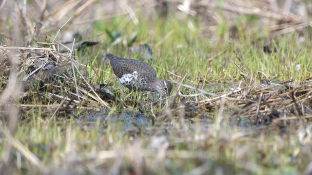 Spotted Sandpiper - ML438402731